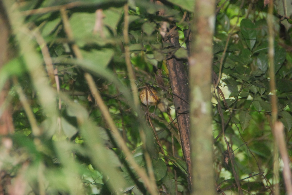 Speckle-breasted Antpitta - ML105996371