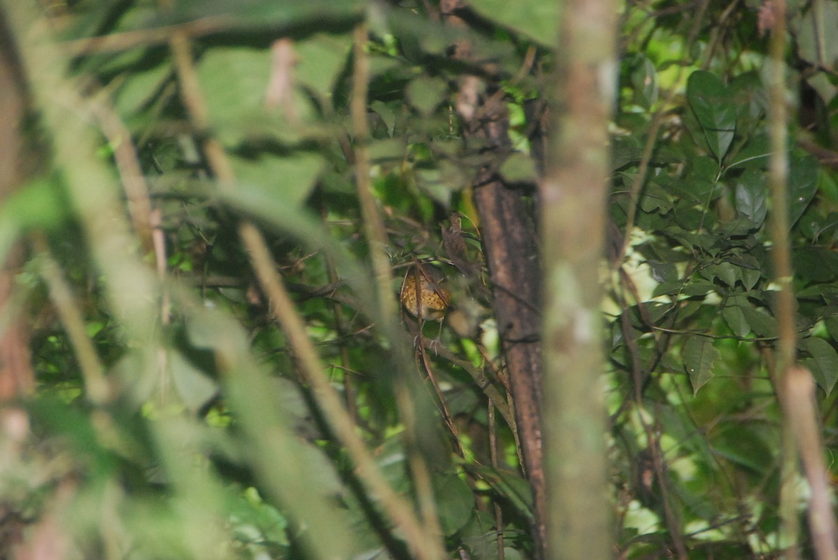 Speckle-breasted Antpitta - ML105996381