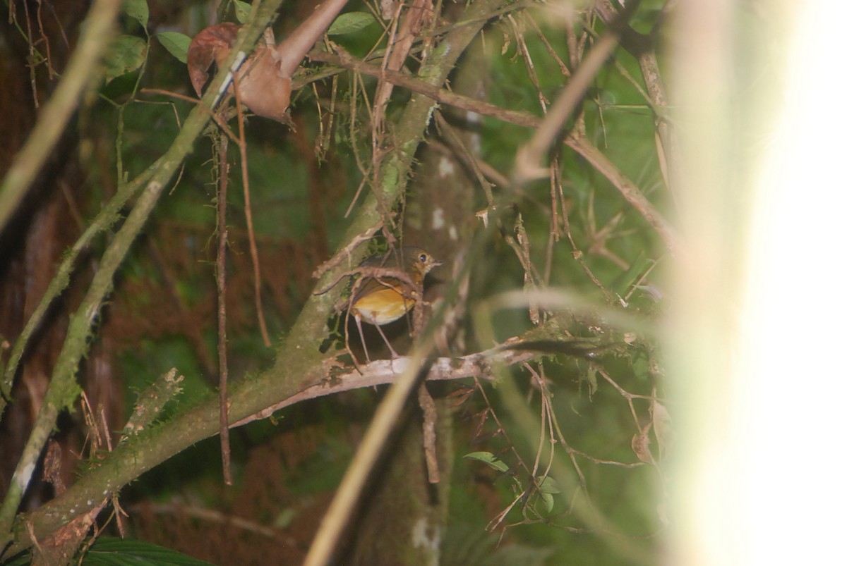 Speckle-breasted Antpitta - ML105996391