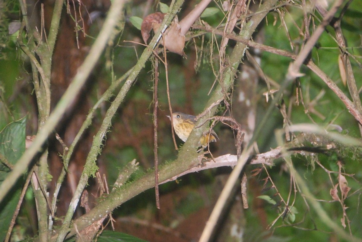 Speckle-breasted Antpitta - ML105996401