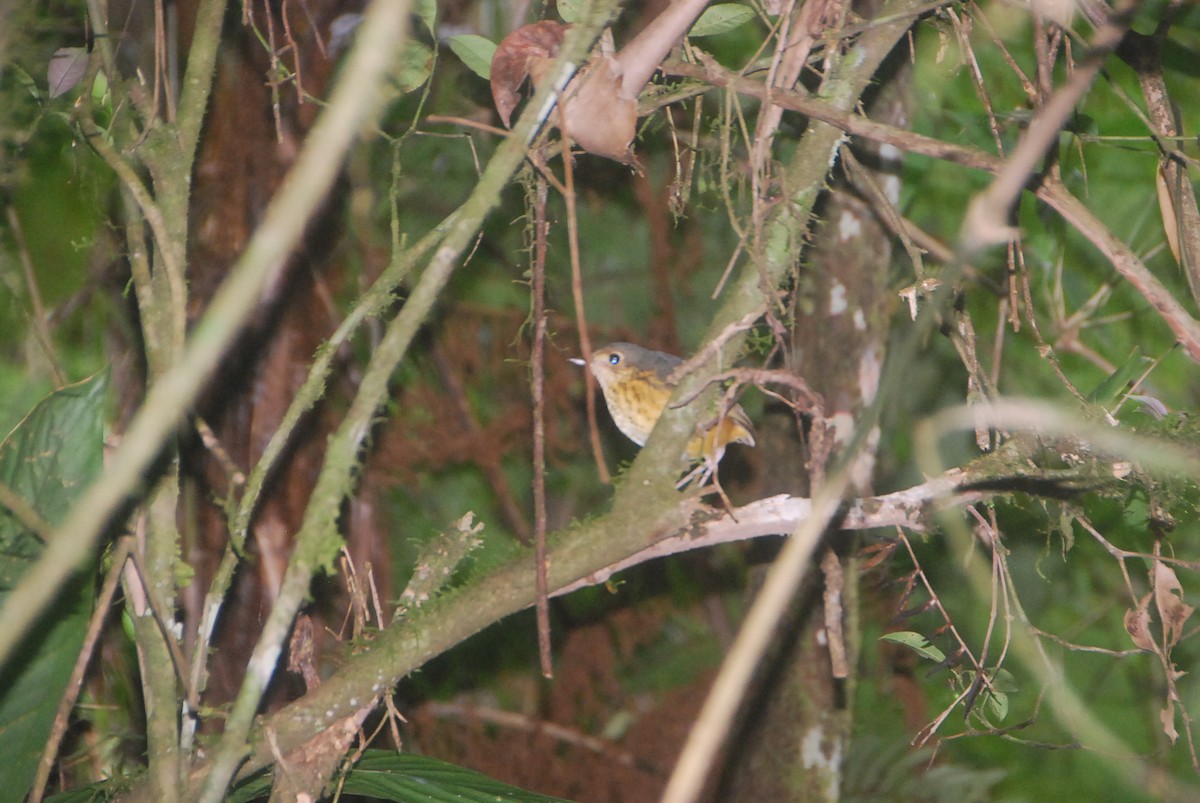 Speckle-breasted Antpitta - ML105996411