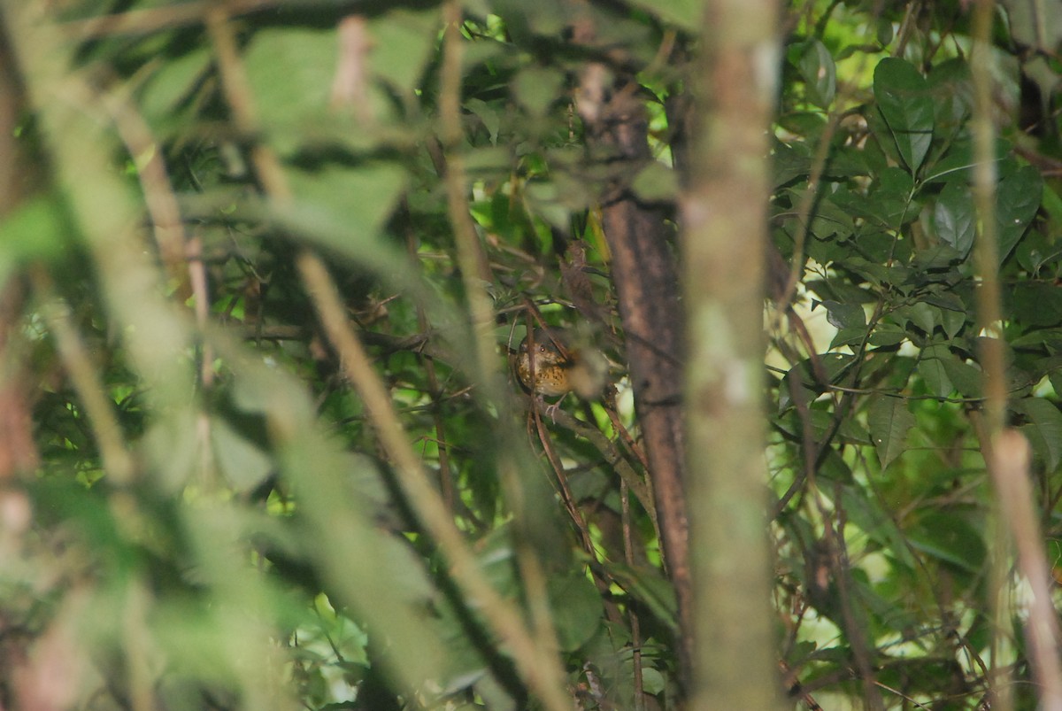 Speckle-breasted Antpitta - ML105996421