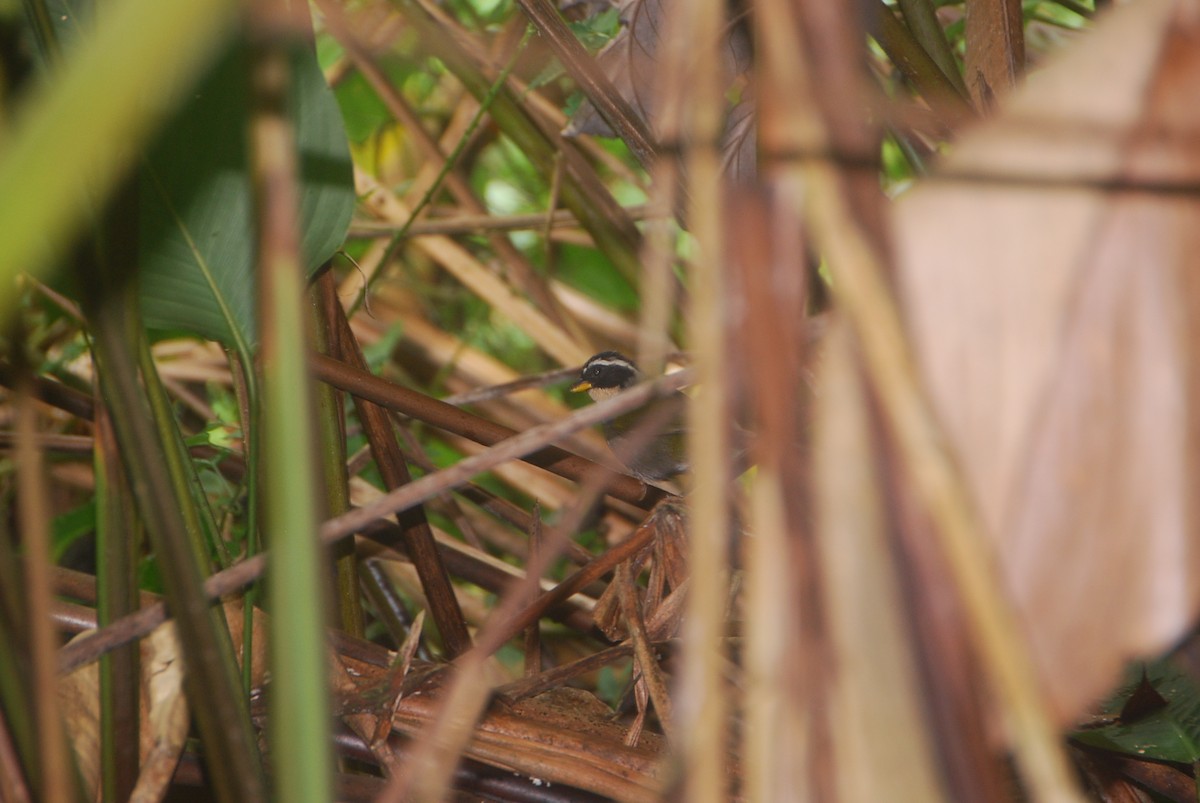 Half-collared Sparrow - ML105996851