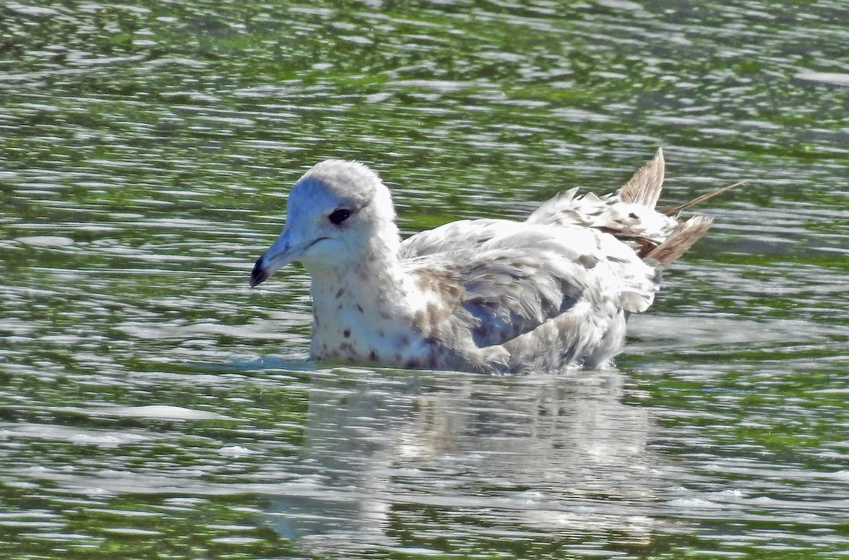 Ring-billed Gull - ML105997091