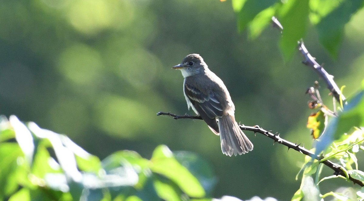 Willow Flycatcher - Barry Blust