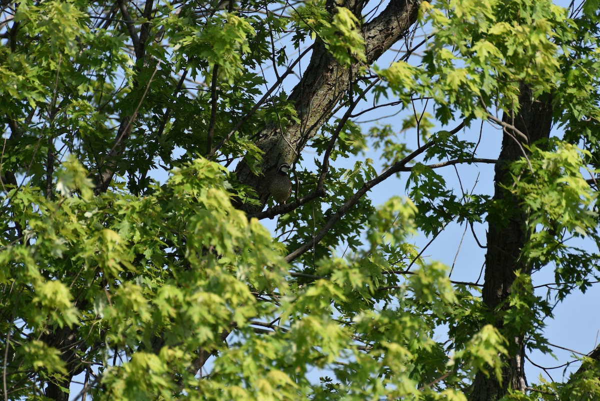 Northern Bobwhite (Eastern) - ML105999631