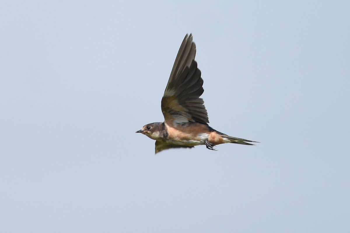 Barn Swallow - Gary Yoder