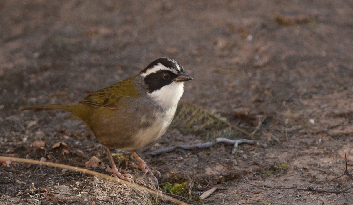 White-browed Brushfinch - Giselle Mangini