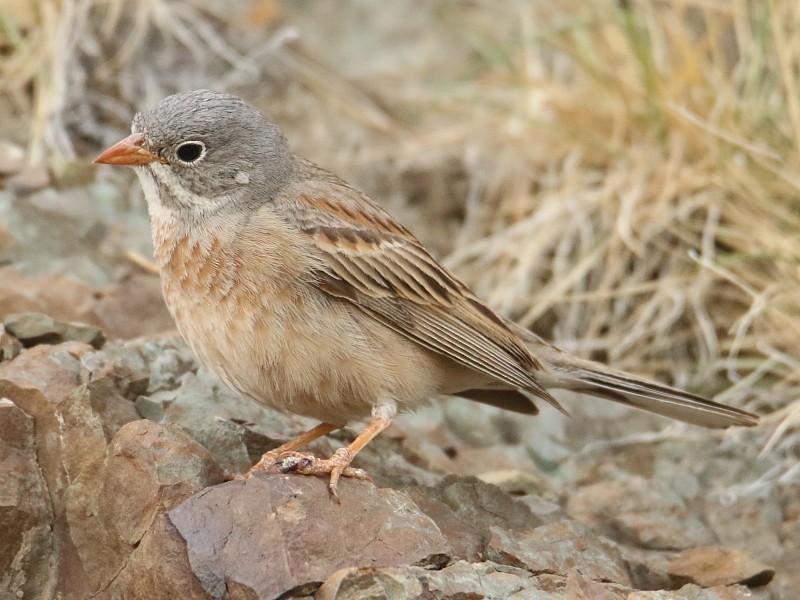 Gray-necked Bunting - ML106001961