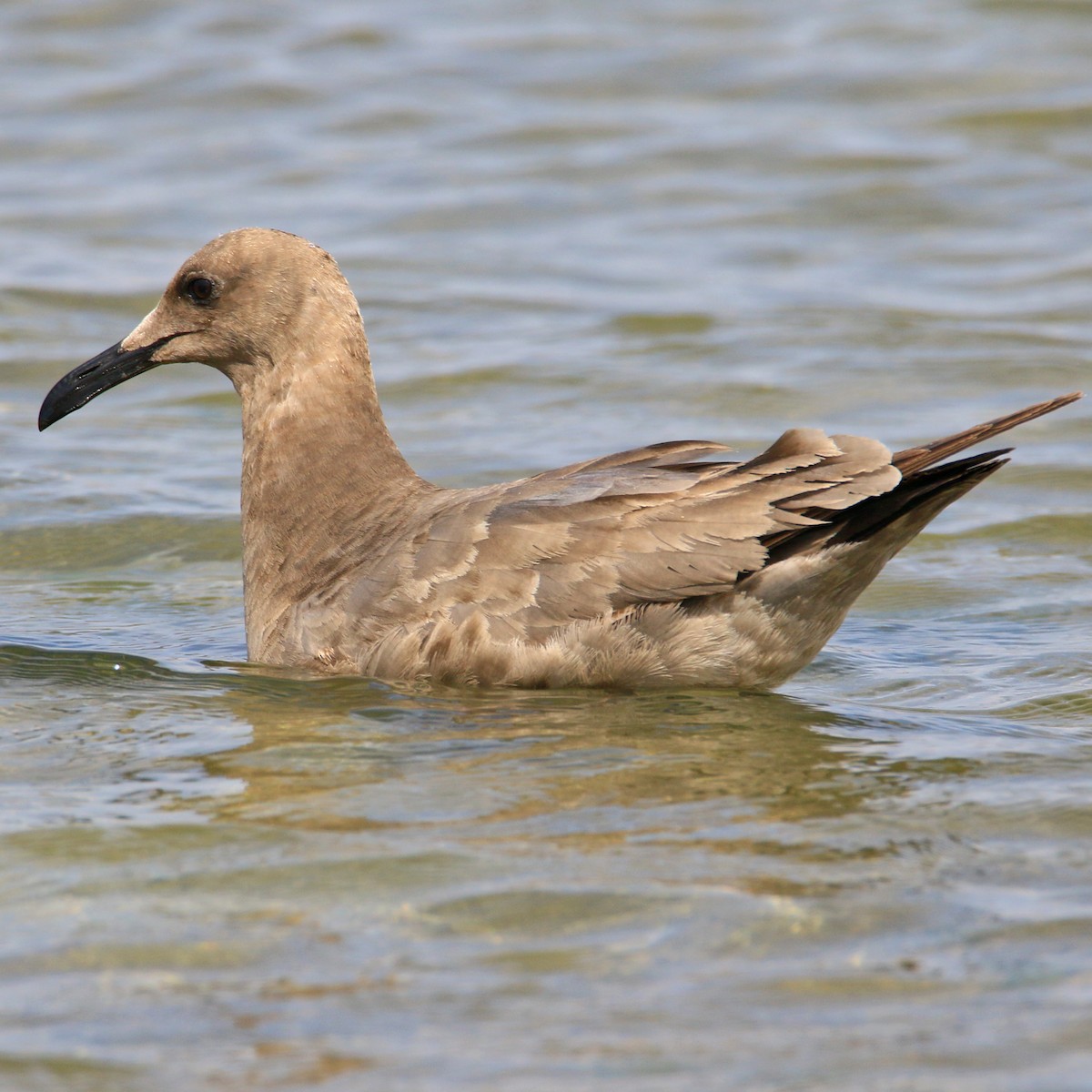 Gray Gull - ML106002761