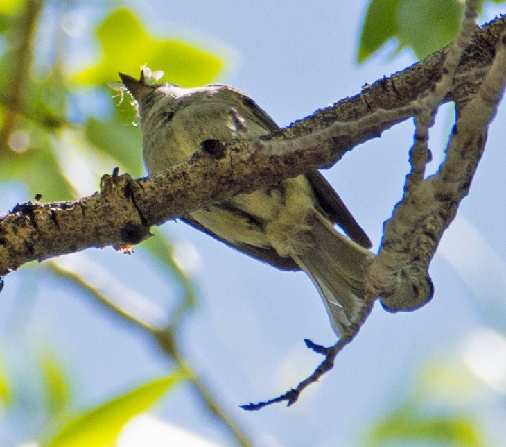 Dusky Flycatcher - ML106002981