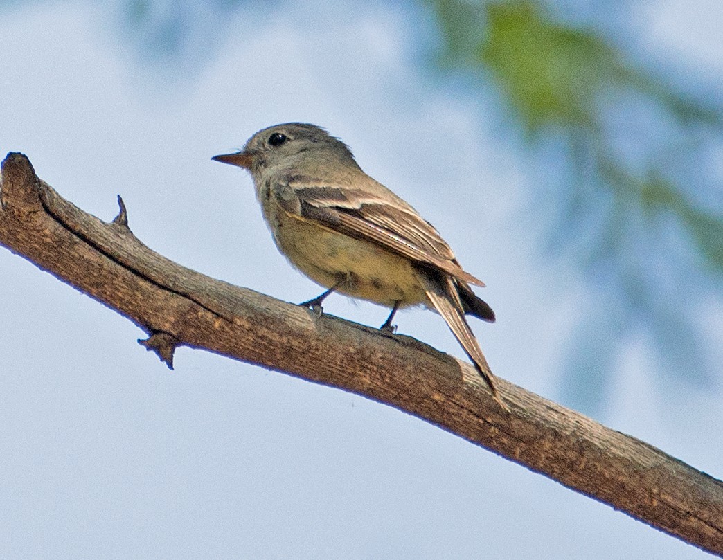 Dusky Flycatcher - ML106002991