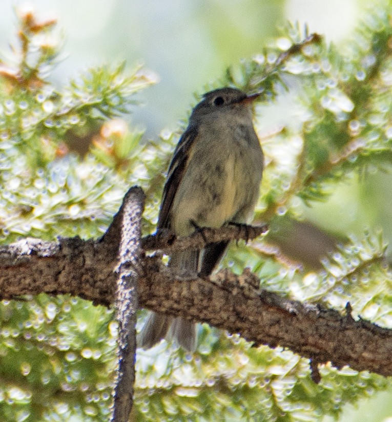 Dusky Flycatcher - ML106003021