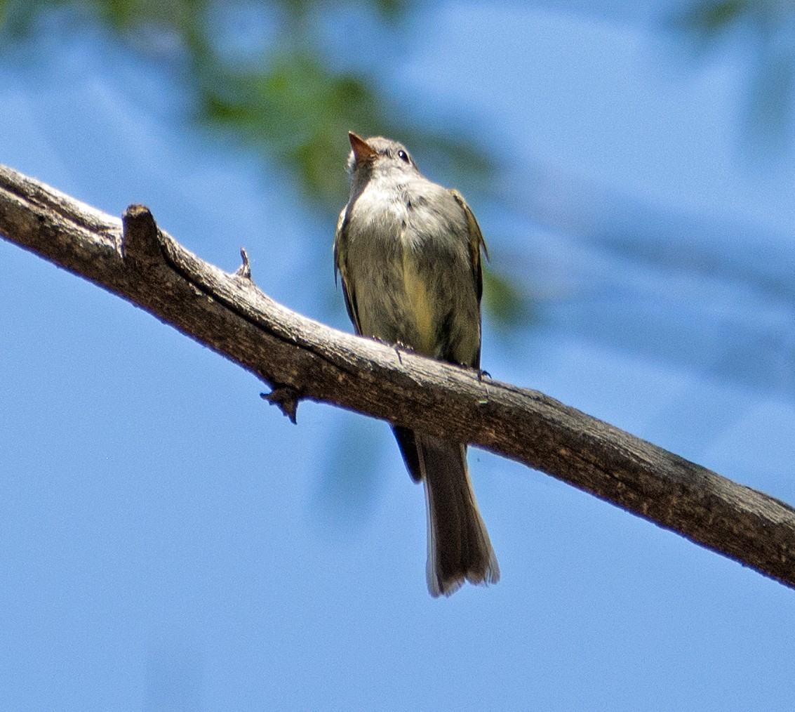 Dusky Flycatcher - ML106003031