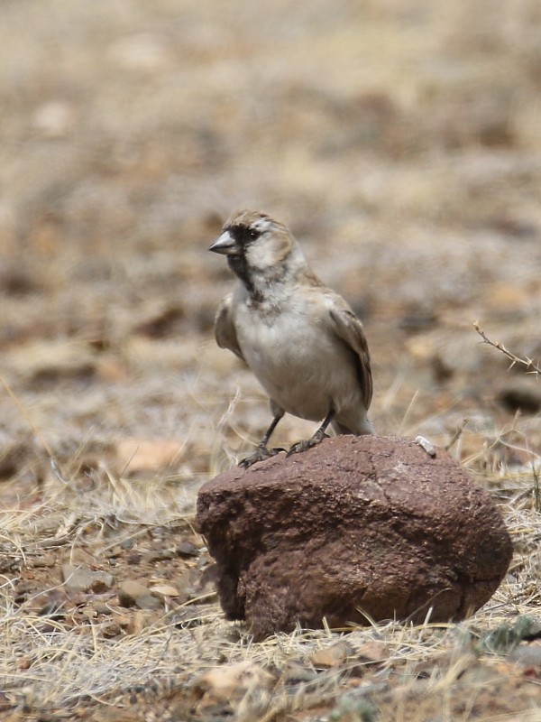 Pere David's Snowfinch - ML106003341