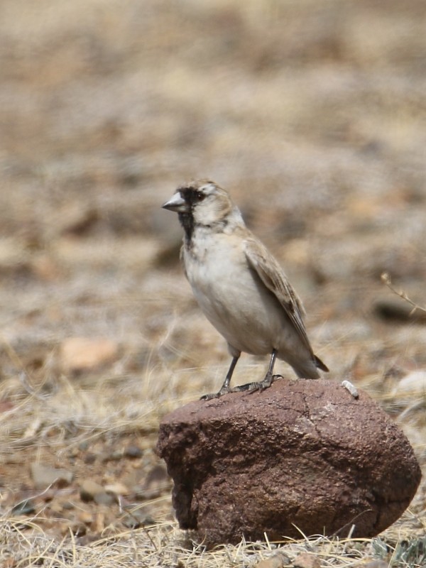 Pere David's Snowfinch - ML106003361