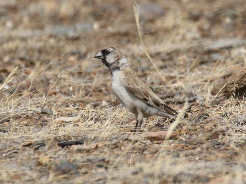 Pere David's Snowfinch - ML106003371