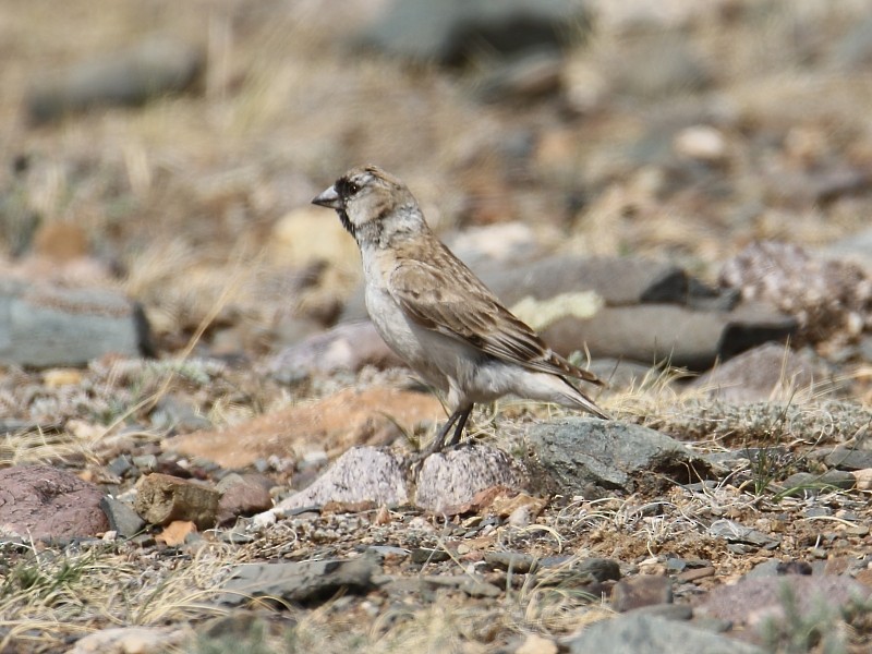 Pere David's Snowfinch - ML106003381