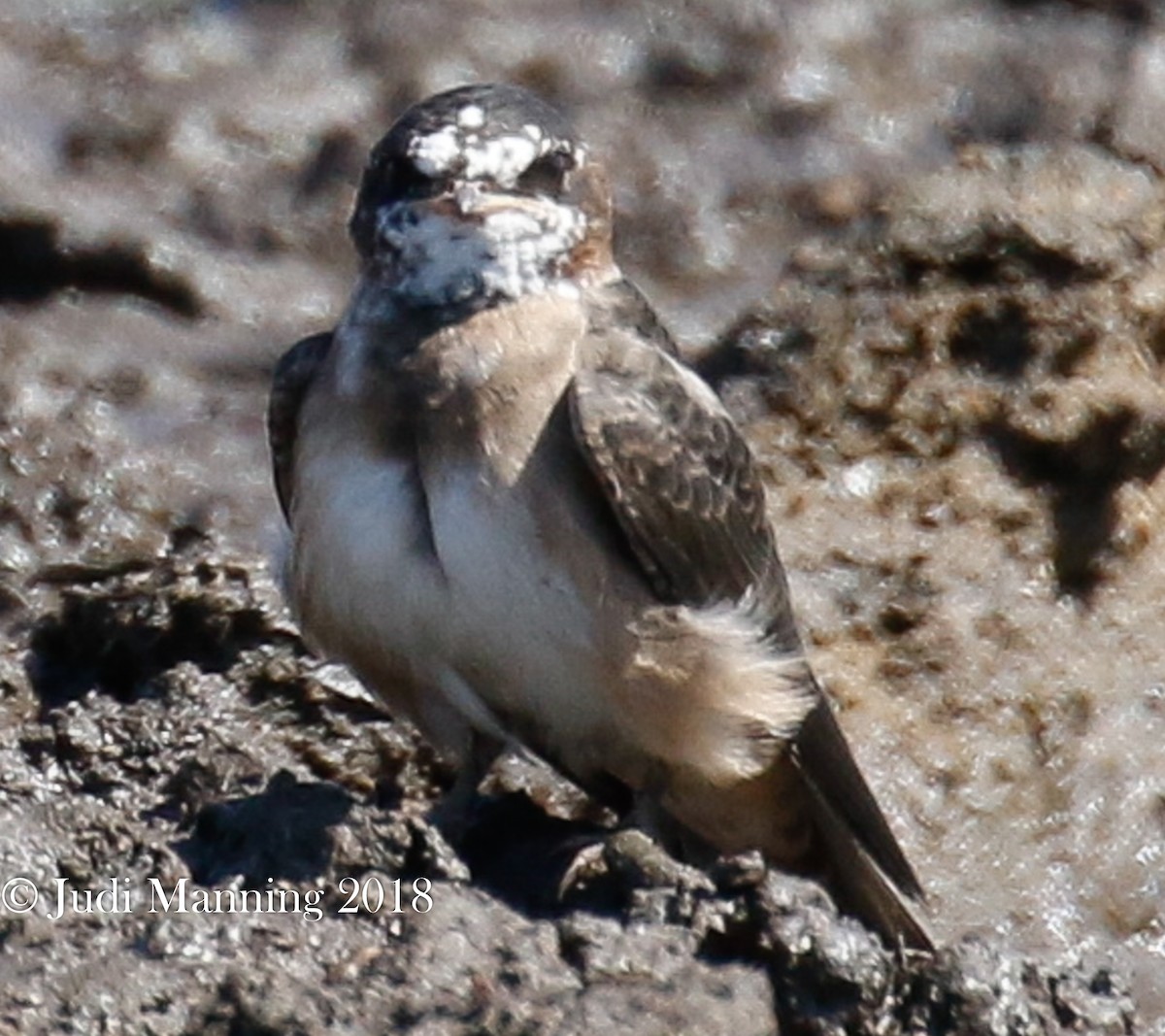 Cliff Swallow - ML106004181