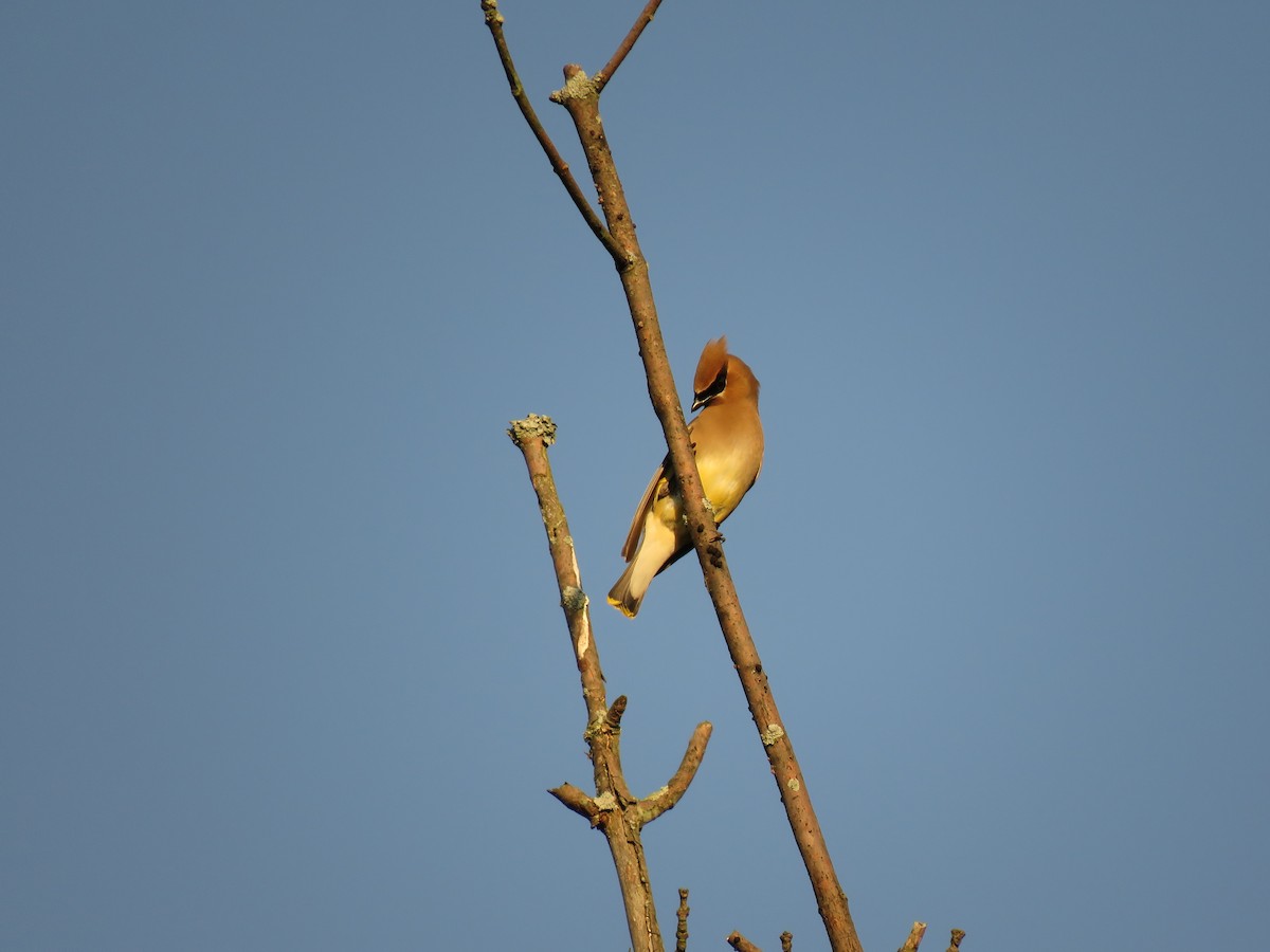 Cedar Waxwing - ML106004411