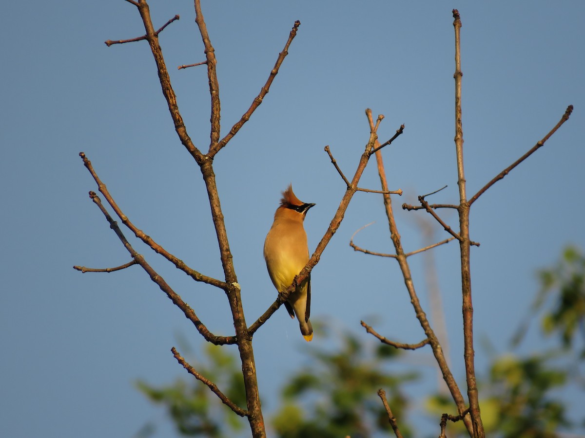 Cedar Waxwing - ML106004431