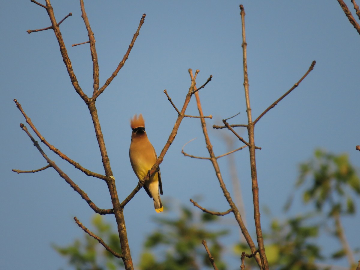 Cedar Waxwing - ML106004461