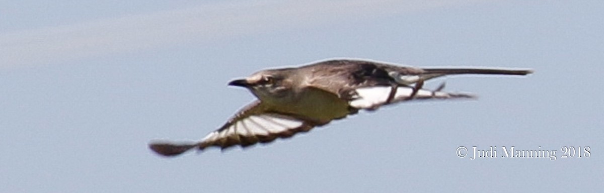 Northern Mockingbird - ML106004491