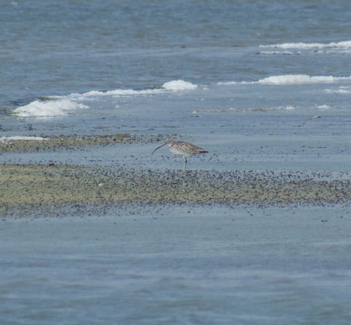 Eurasian Curlew - ML106004851