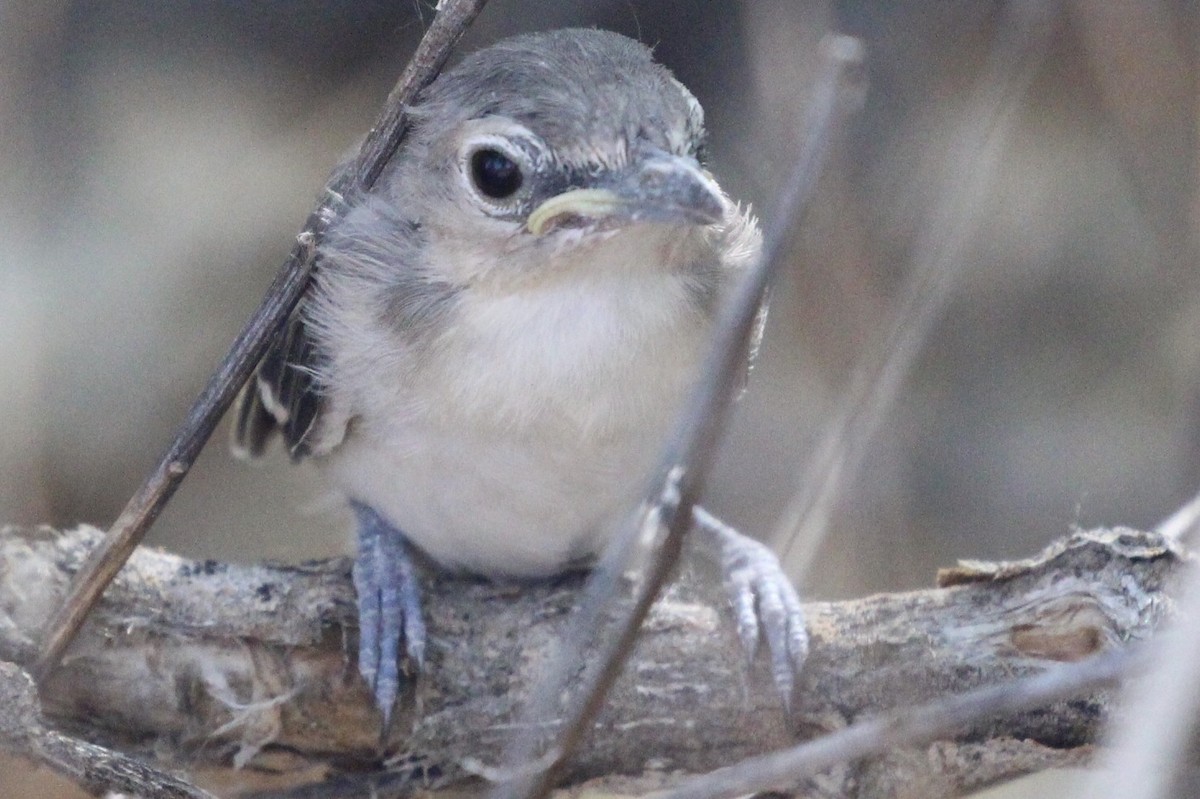 vireo sp. - ML106006661