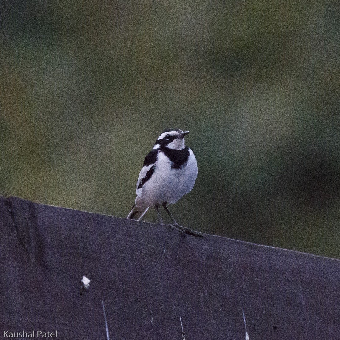 African Pied Wagtail - ML106007101