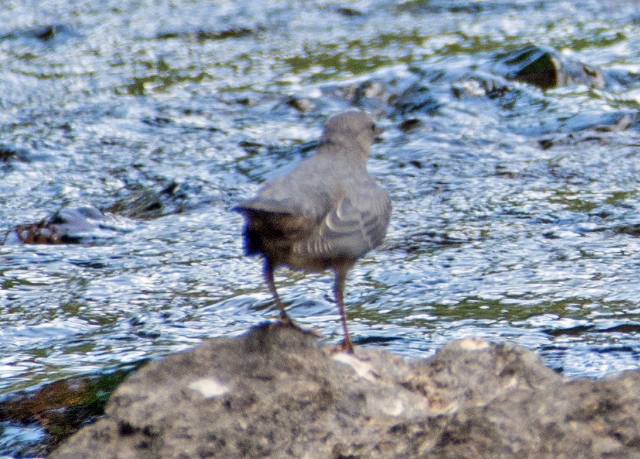 American Dipper - ML106008251