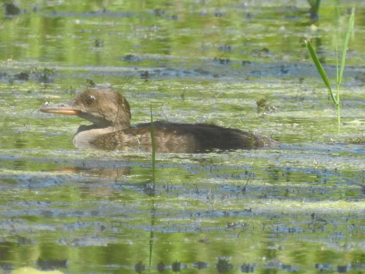 Hooded Merganser - ML106008491