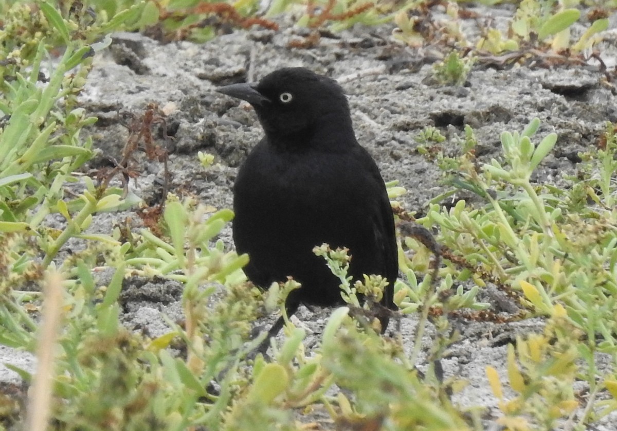 Brewer's Blackbird - ML106008811