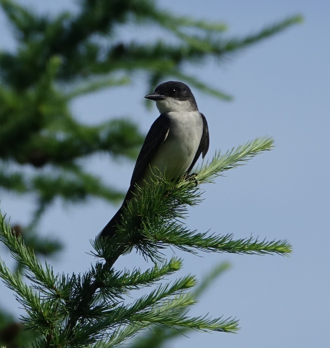 Eastern Kingbird - ML106010511