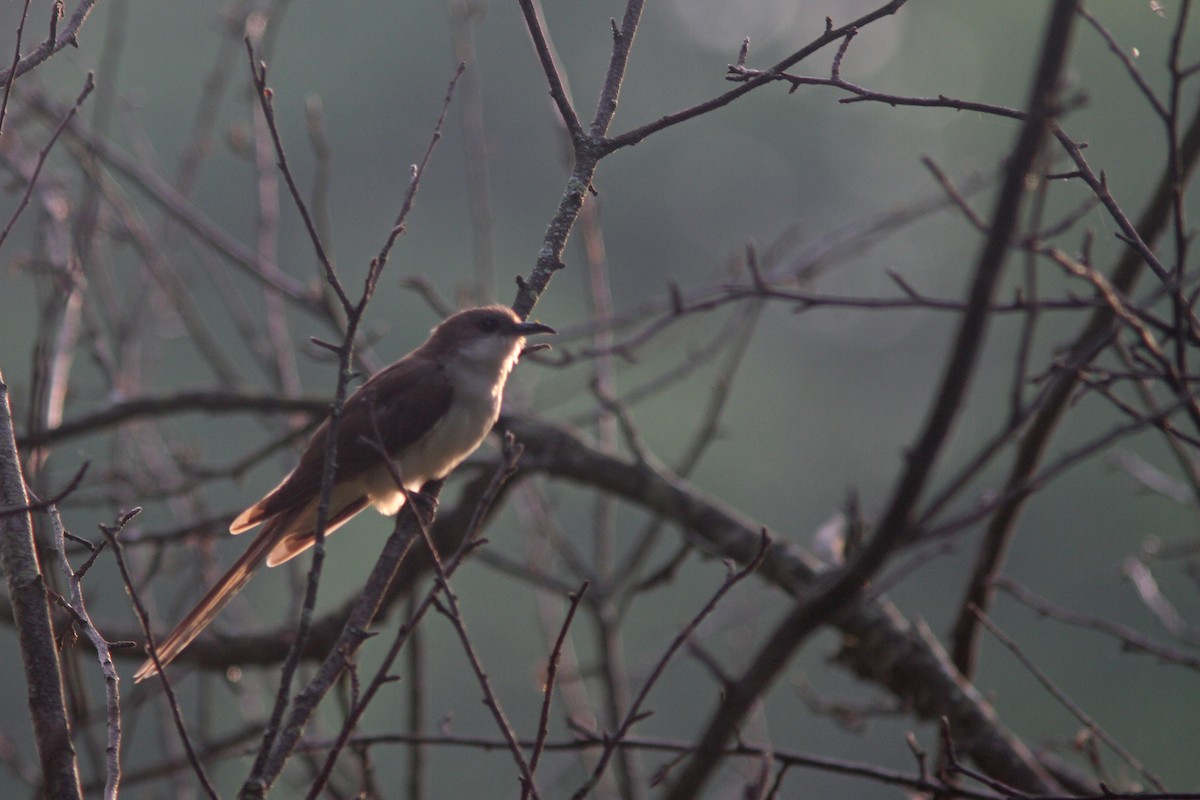 Black-billed Cuckoo - ML106013421