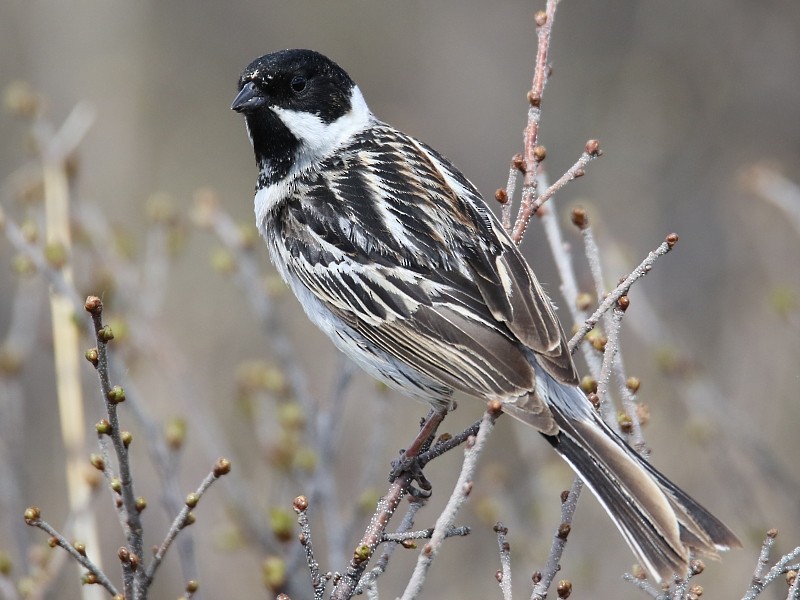 Pallas's Bunting - Pavel Parkhaev