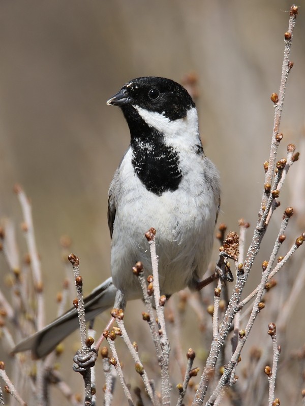 Pallas's Bunting - Pavel Parkhaev