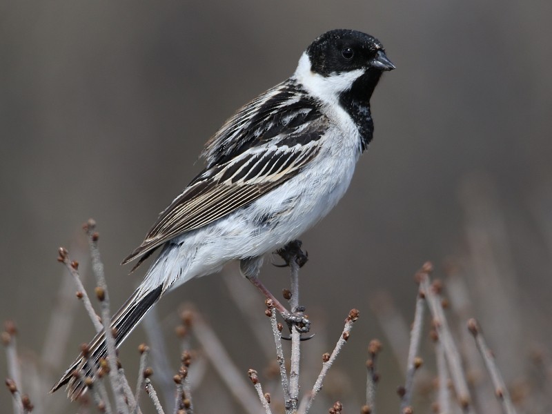 Pallas's Bunting - Pavel Parkhaev