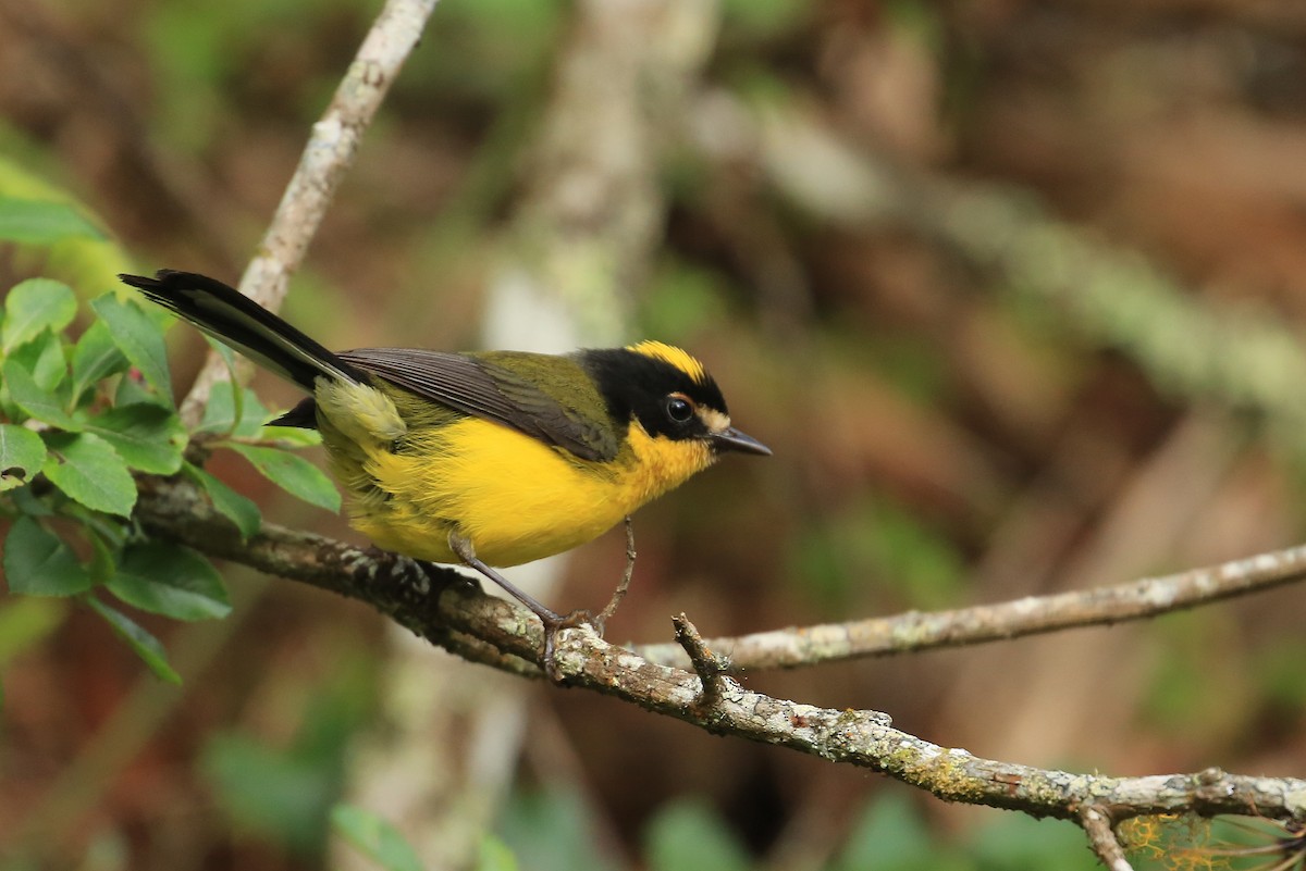 Yellow-crowned Redstart - ML106014991