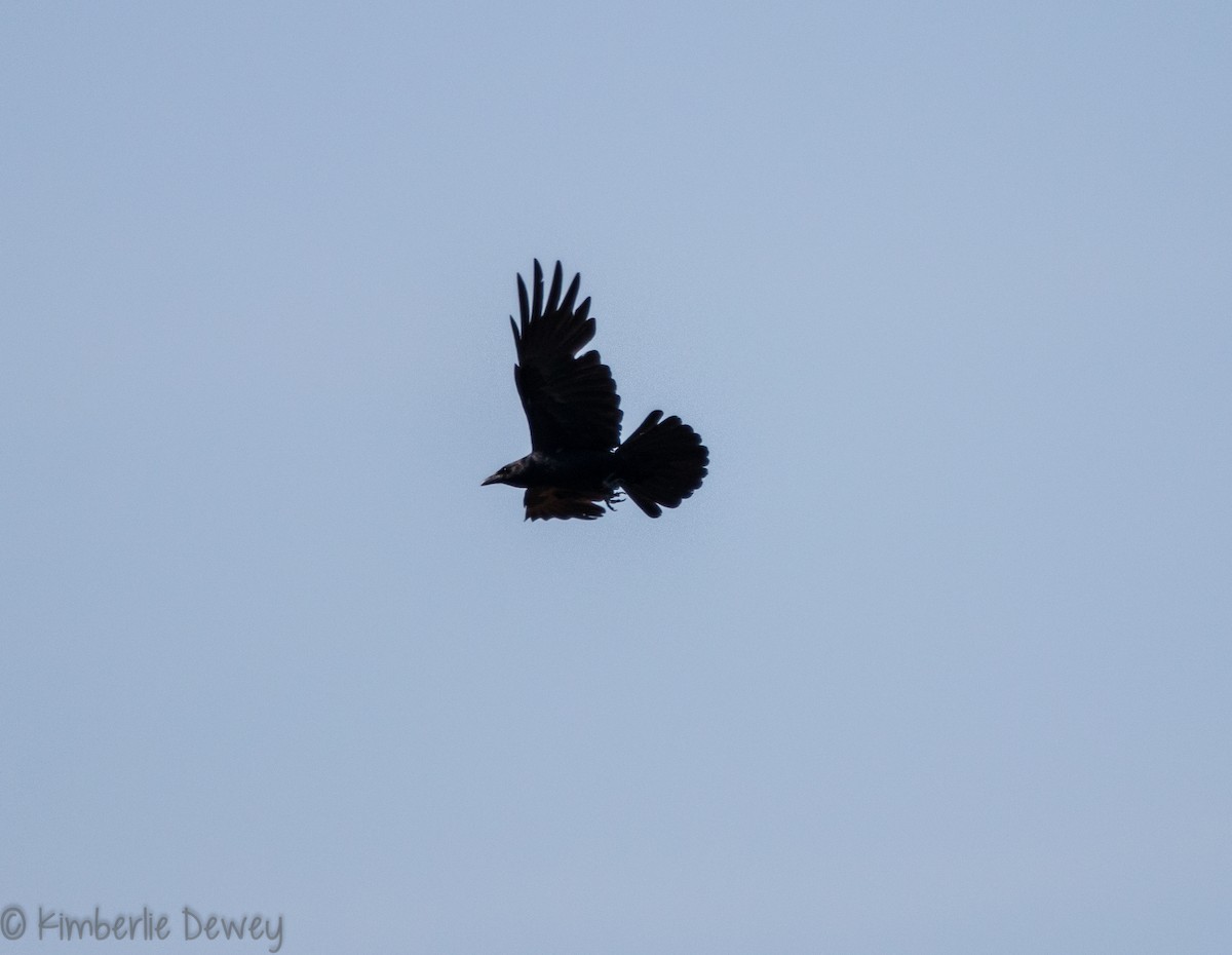 Fish Crow - ML106019481