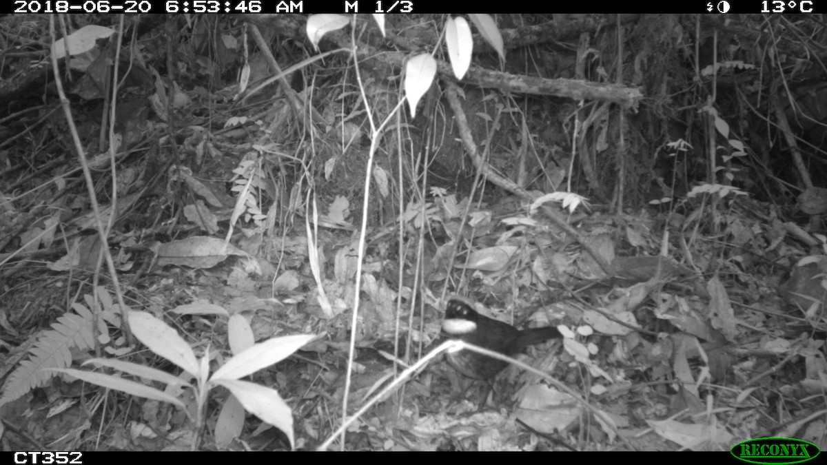 Chestnut-capped Brushfinch - ML106019661