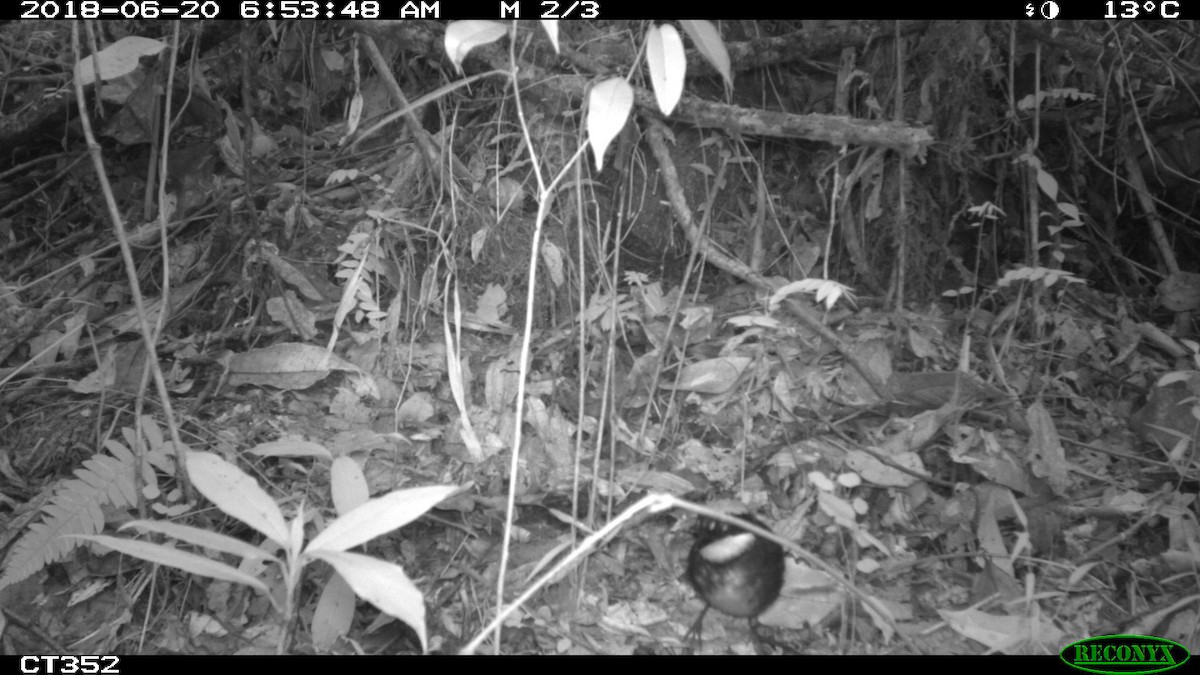 Chestnut-capped Brushfinch - ML106019771
