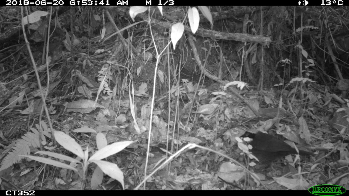 Chestnut-capped Brushfinch - ML106019831