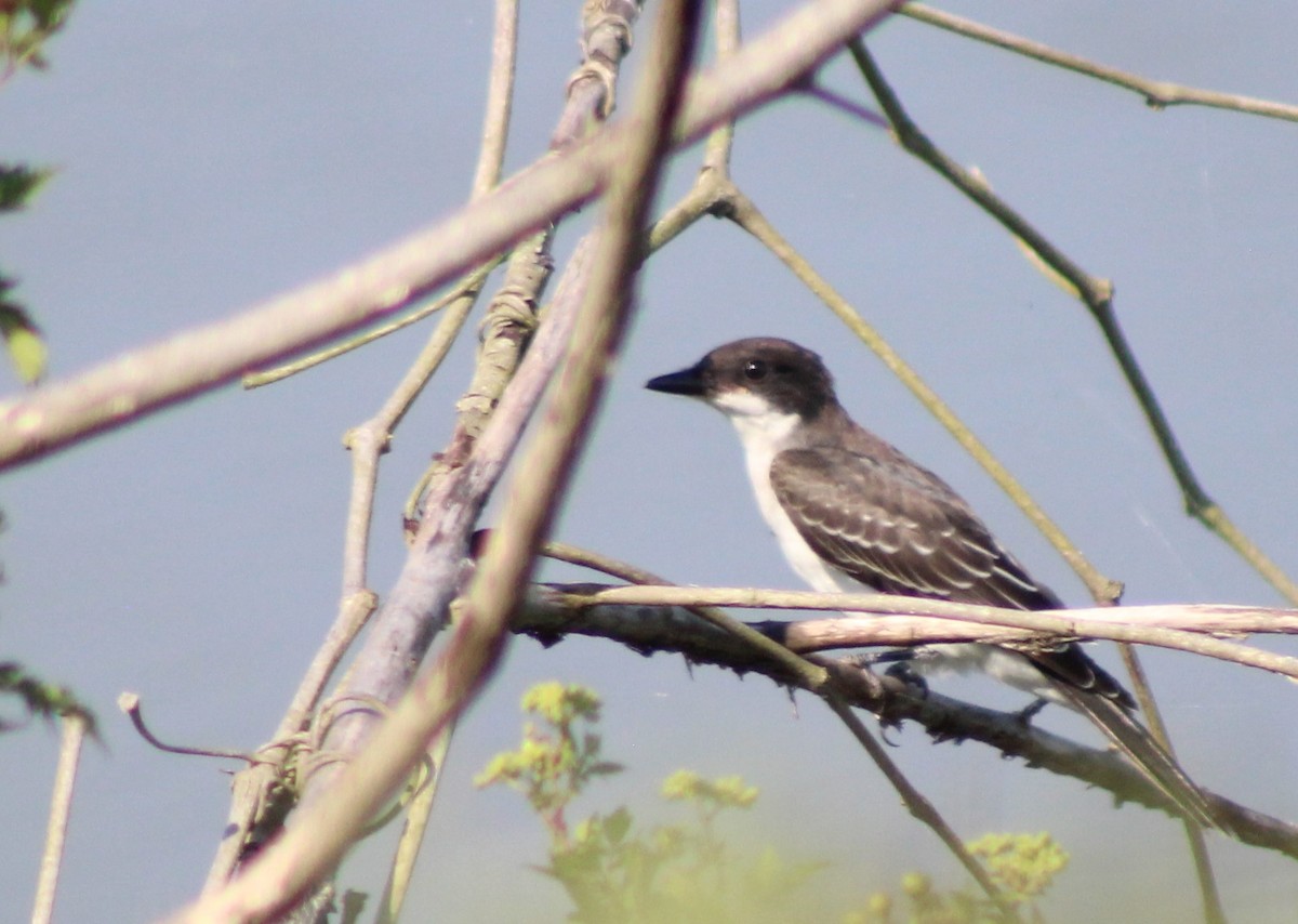 Eastern Kingbird - Lawrence Gardella