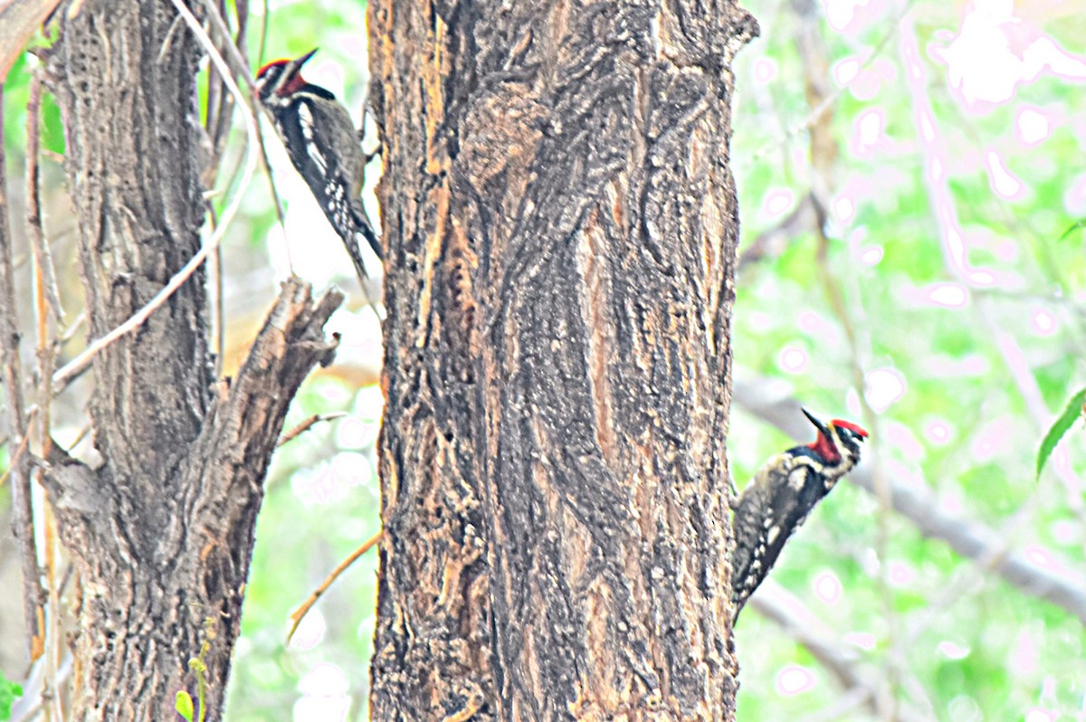 Red-naped Sapsucker - Steve and Sue Whitmer