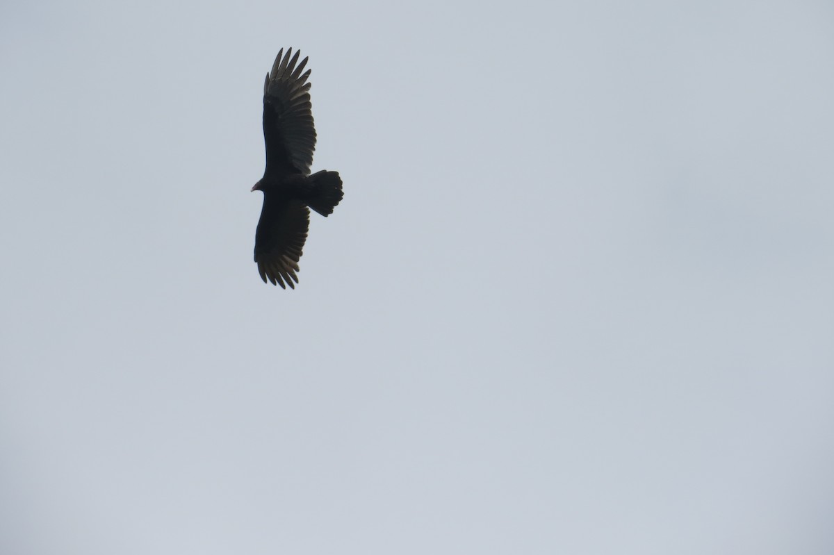 Turkey Vulture - ML106028141