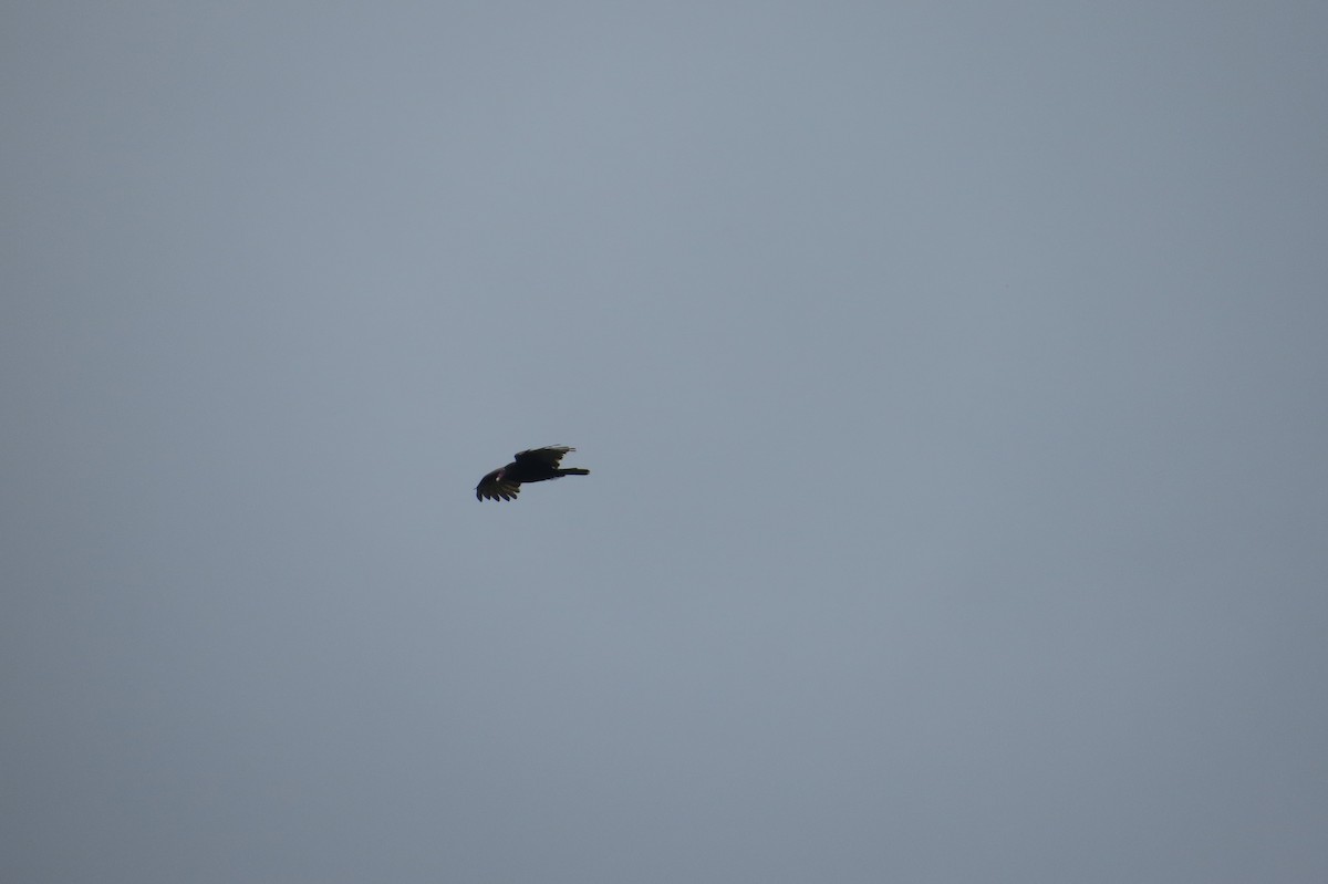 Turkey Vulture - ML106028151