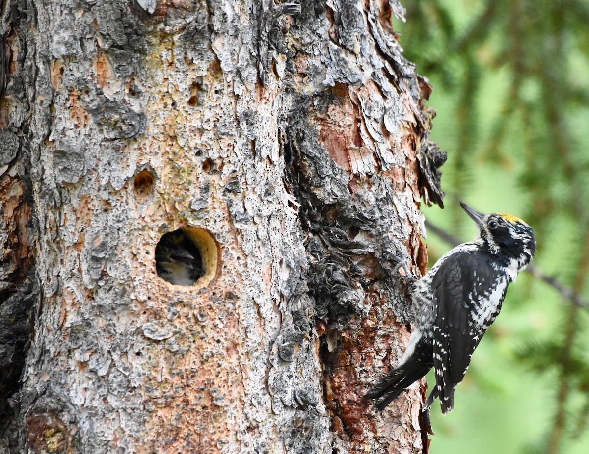 American Three-toed Woodpecker - Lizabeth Southworth