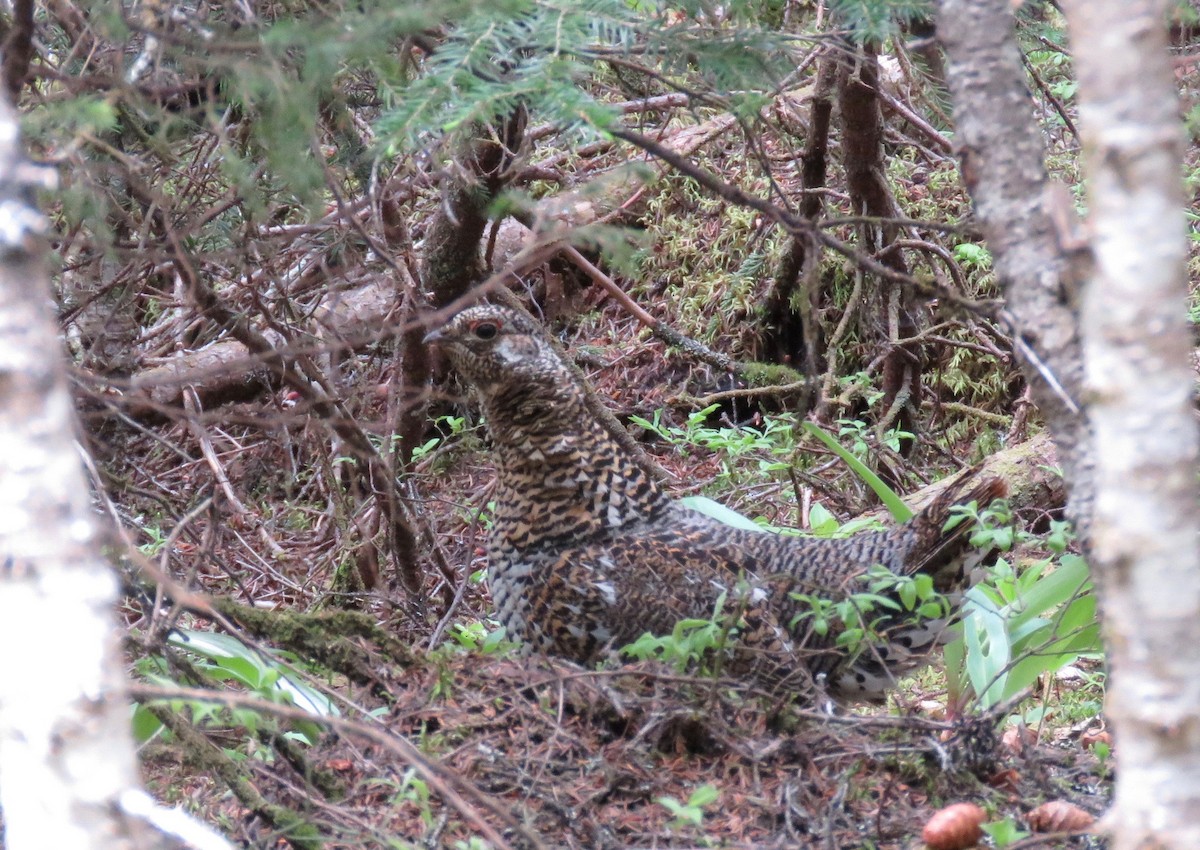 Spruce Grouse - ML106032451