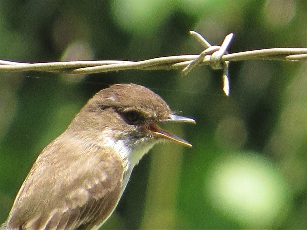 Eastern Phoebe - ML106032711